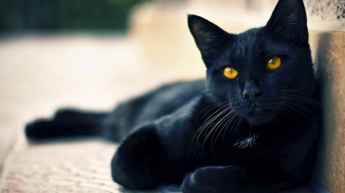 Cute Black cat Halloween Hd Wallpaper for Desktop and Mobiles