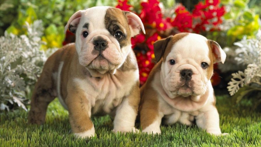 Cute Bulldog English And French Puppies wallpaper for Desktop and Wallpaper