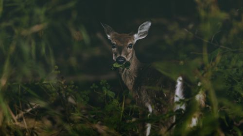 Cute deer staring HD Wallpaper