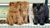 Cute Kitties HD Wallpaper