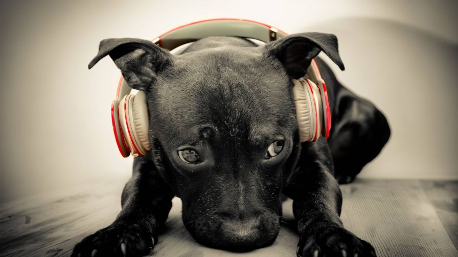 Cute Puppies Wearing Headphones Hd Wallpaper for Desktop and Mobiles