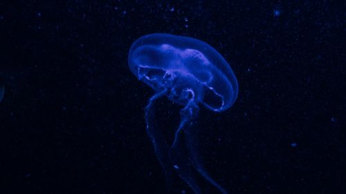 Dark blue jellyfish HD Wallpaper