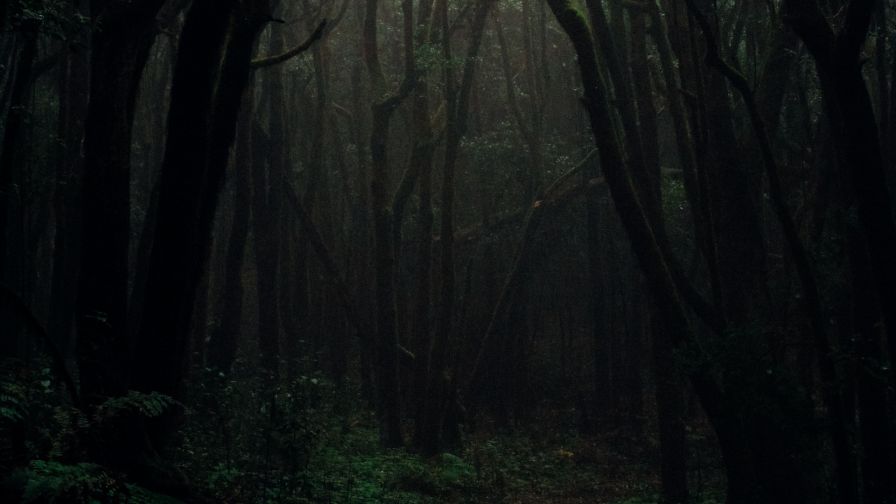 Dark foggy forest HD Wallpaper 
