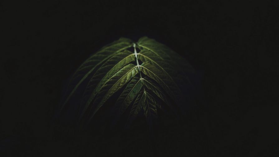 Dark image of green leaves HD Wallpaper