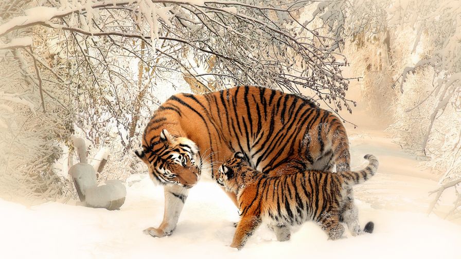 Download Free Full HD Tiger Family Wallpaper
