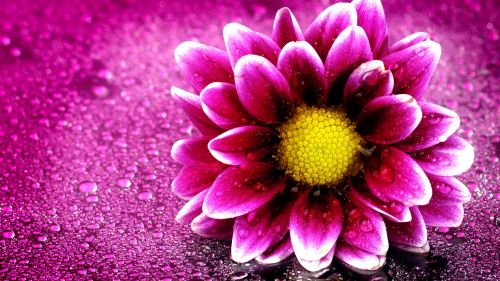 Download Free Small Pink flower Wallpaper