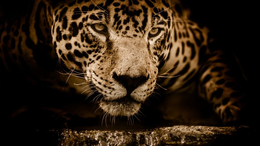 Jaguar Cat Wallpaper posted by Zoey Sellers