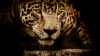 Download Jaguar Cat Wallpaper for Desktop and Mobile