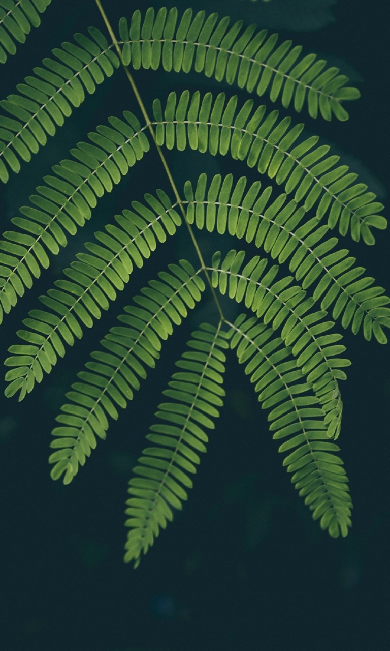 Ferm leaf HD Wallpaper