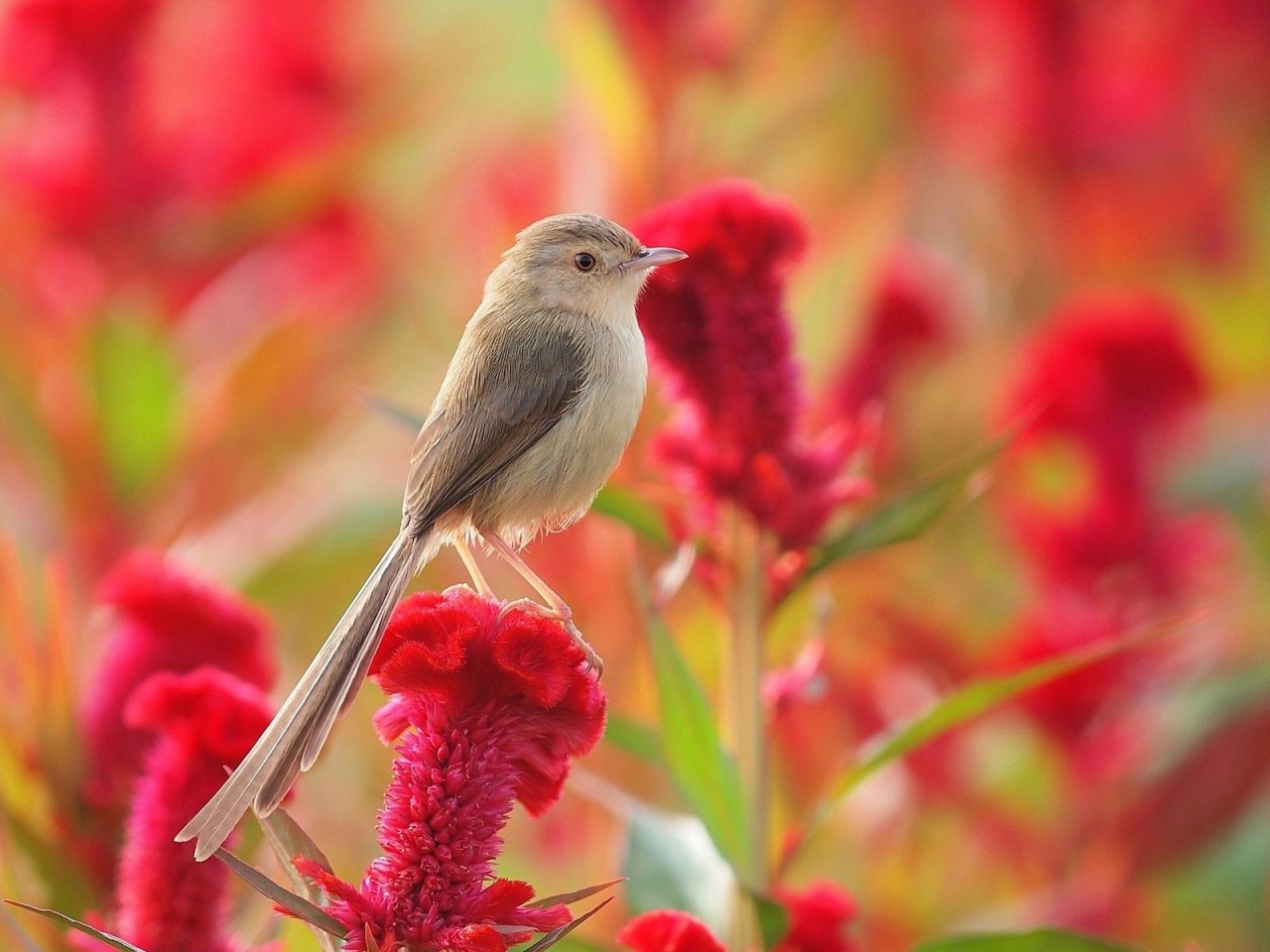 Flowers and Birds Wallpaper for Desktop and Mobile