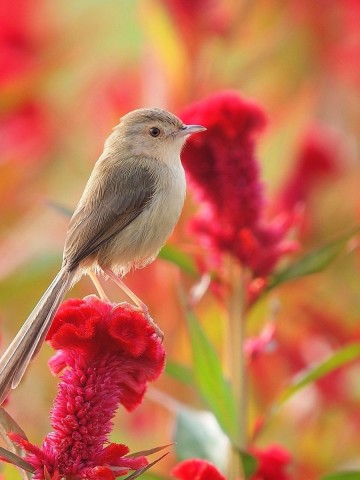 Flowers and Birds Wallpaper for Desktop and Mobile