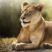 Free Download African Lion Wallpaper in HD