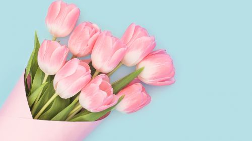 Free Download Beautiful Pink Tulips Flower Wallpaper for Desktop and Mobiles