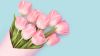 Free Download Beautiful Pink Tulips Flower Wallpaper for Desktop and Mobiles