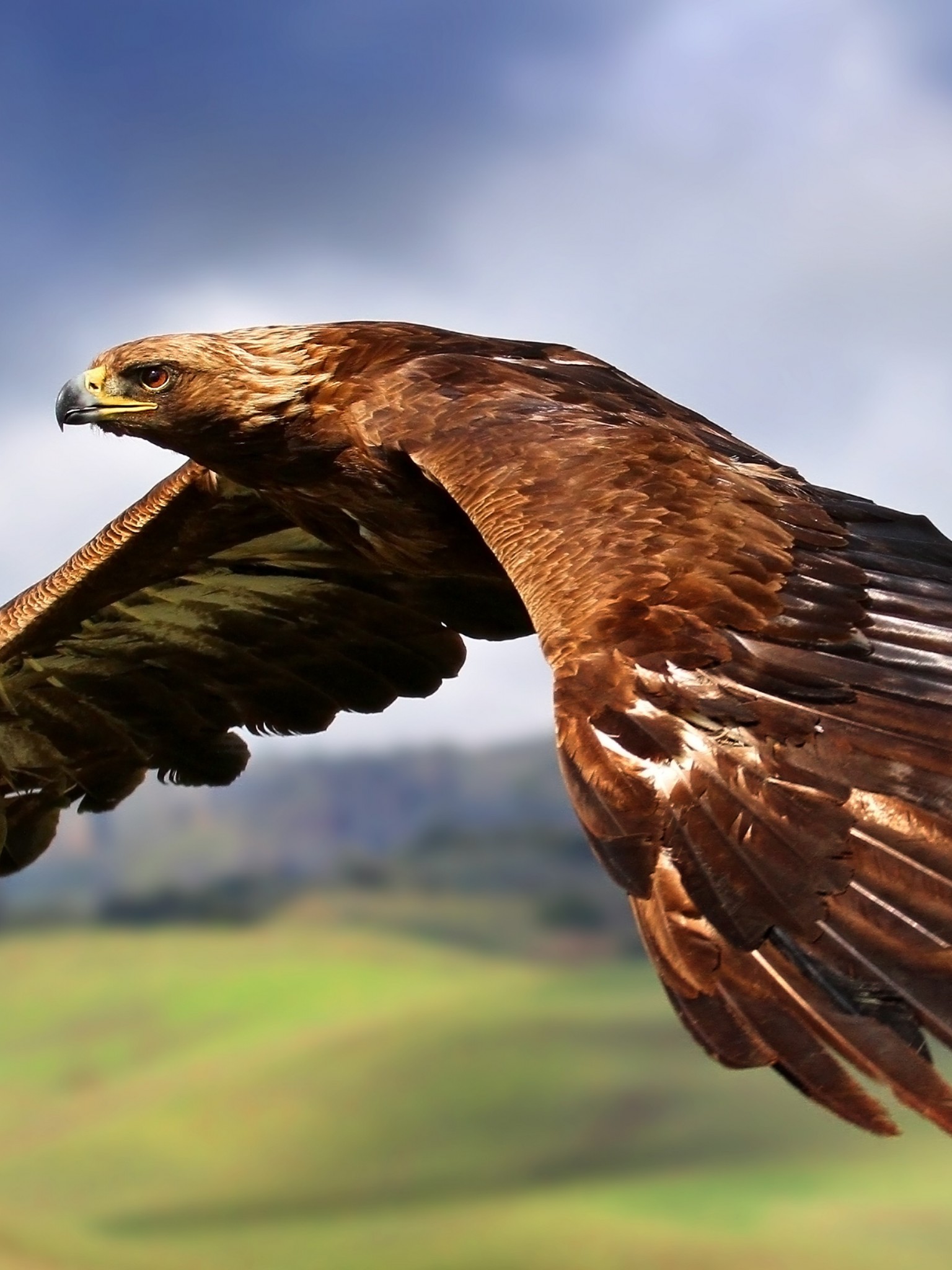 Free Download Golden and Mighty Eagle wallpaper