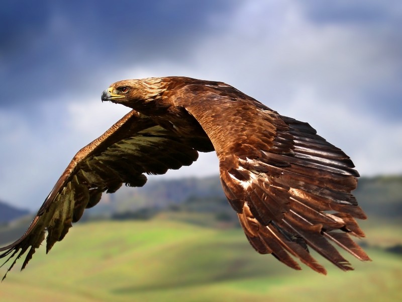 Free Download Golden and Mighty Eagle wallpaper