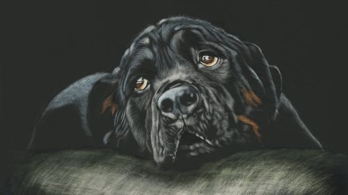 Free Download Rottweiler Puppy Wallpaper Full HD