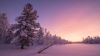 Frosty Sunrise Forest