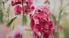Geranium flower HD Wallpaper