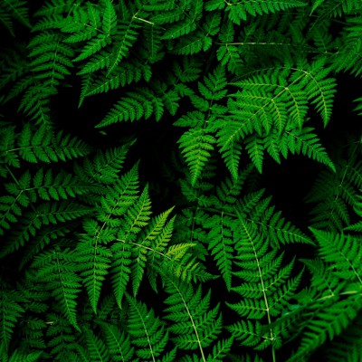 Green leaves HD Wallpaper