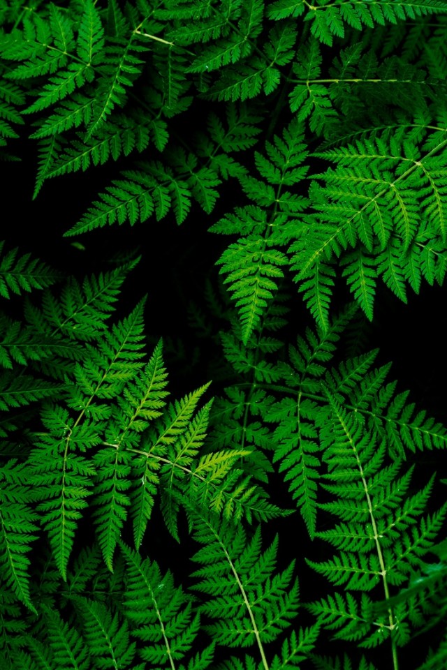 Green leaves HD Wallpaper
