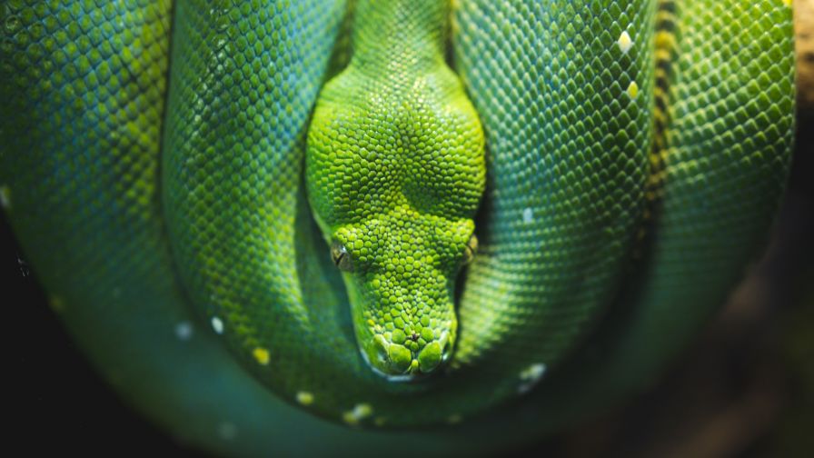 Featured image of post Full Hd Python Wallpaper Hd - Desktop, android, iphone, ipad python wallpaper.