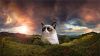 Grumpy Cat Meme HD Wallpaper
