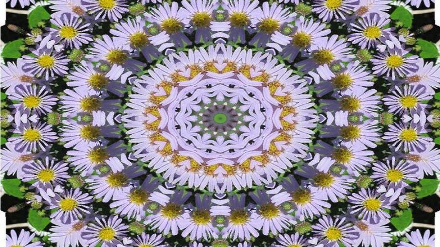 Kaleidoscope of Daisies HD Wallpaper