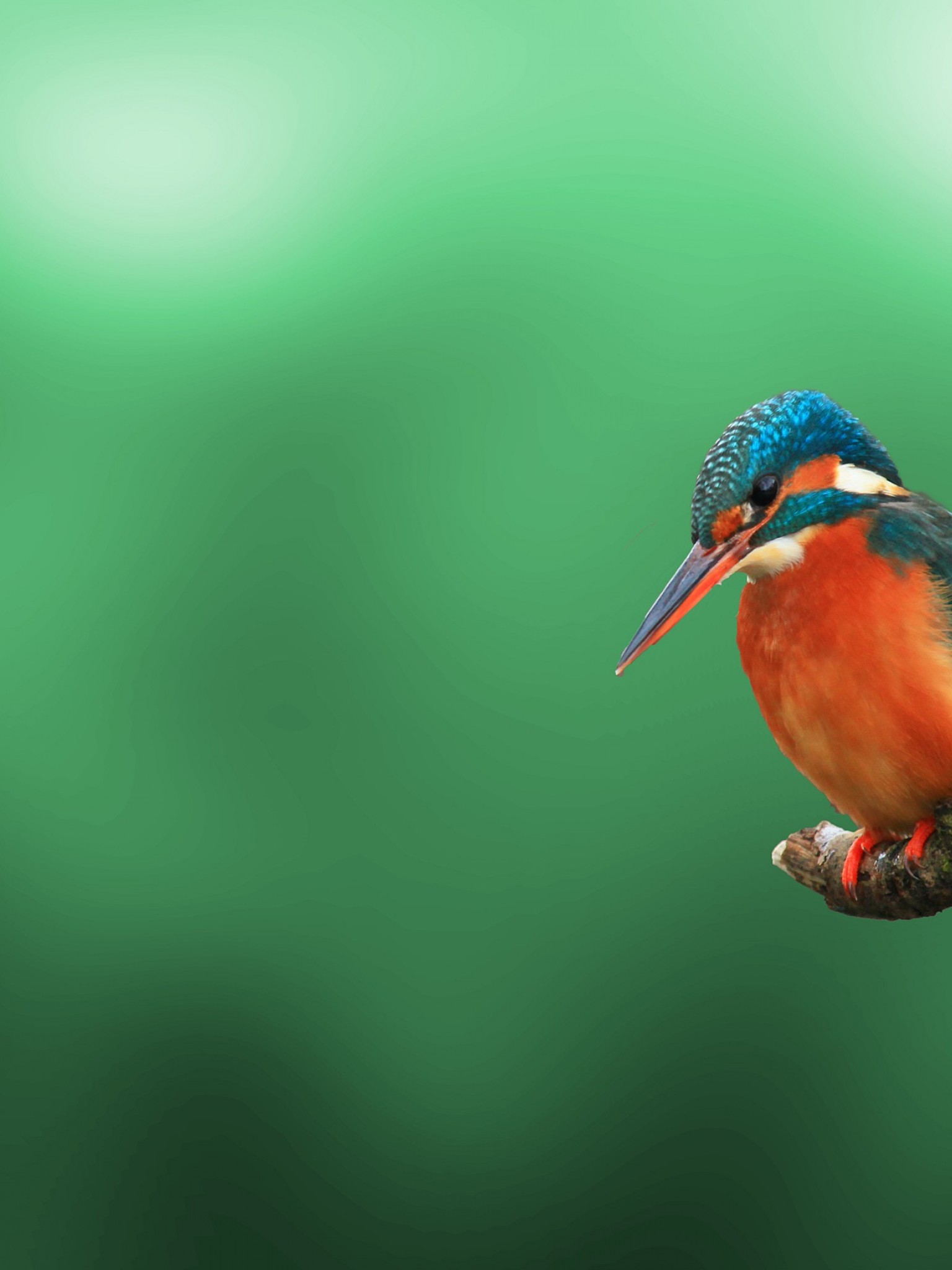 Kingfisher Bird 4K HD Wallpaper