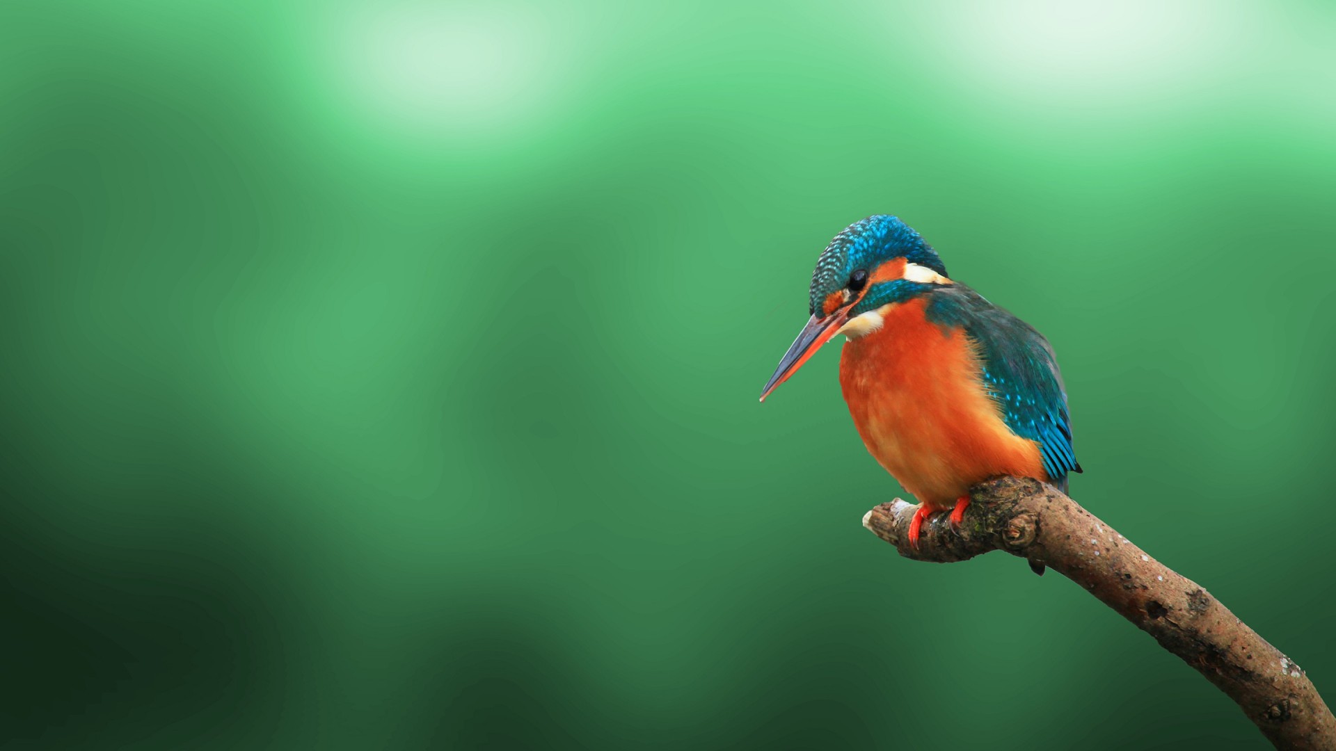 Kingfisher Bird 4K HD Wallpaper