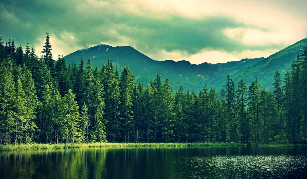 Lake hidden in the forest HD Wallpaper