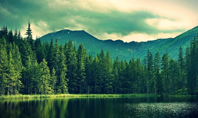 Lake hidden in the forest HD Wallpaper