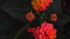 Lantana camara flower HD Wallpaper