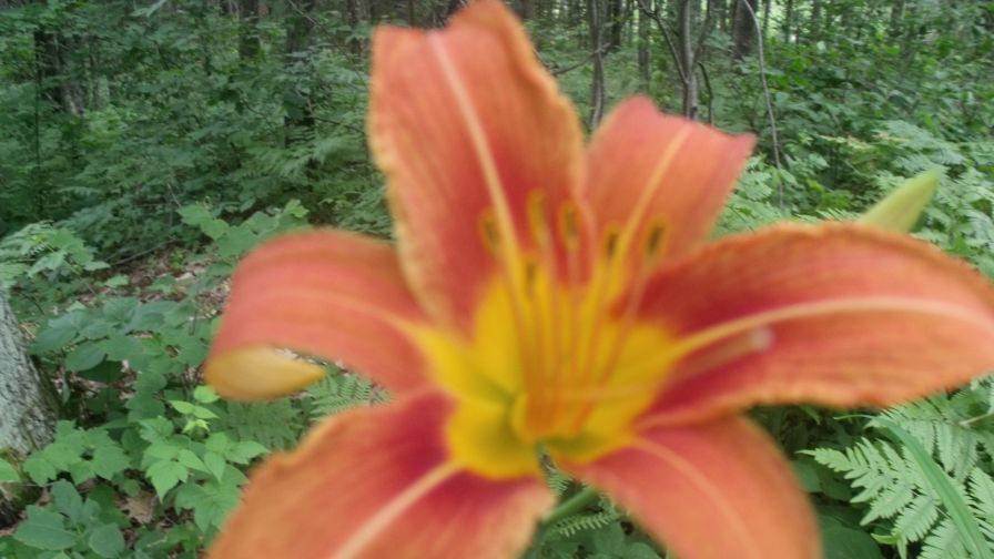 Lily found in the woods HD Wallpaper