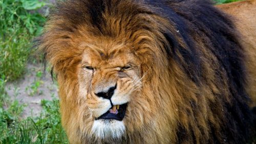 Lion shows its teeth HD Wallpaper