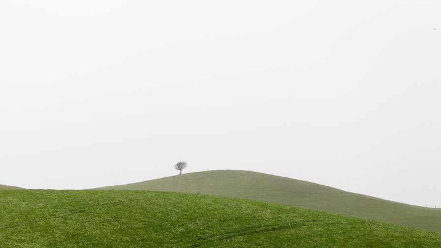 Lonely Tree on a Grassy Hillside