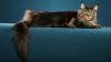 Maine Coon Cat HD Wallpaper