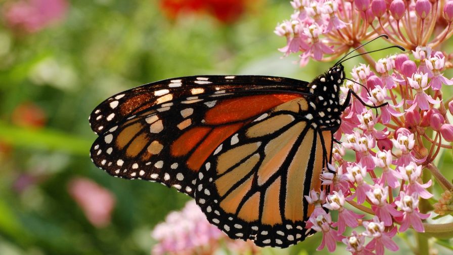 Monarch Butterfly HD Wallpaper