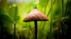Mushroom Garden HD Wallpaper