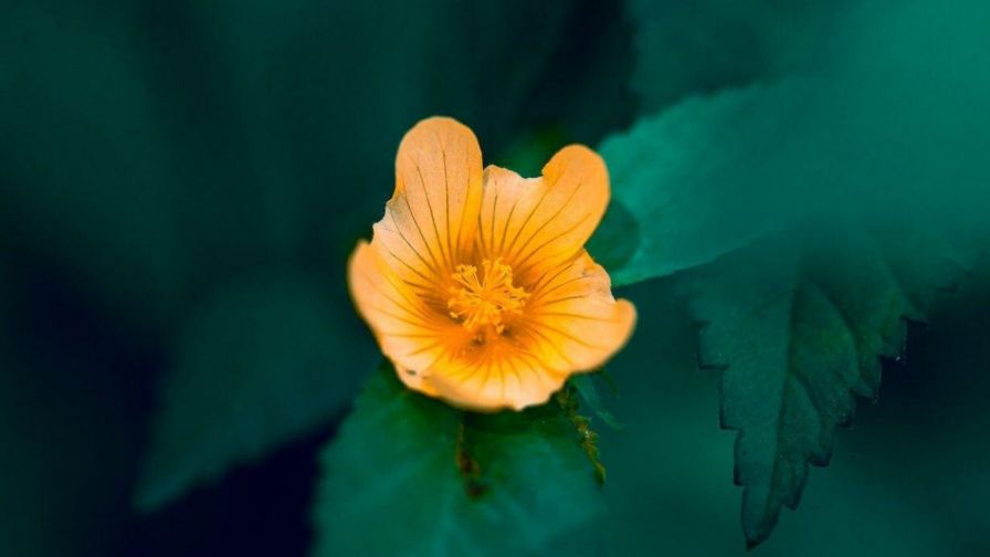 Orange Flower HD Wallpaper
