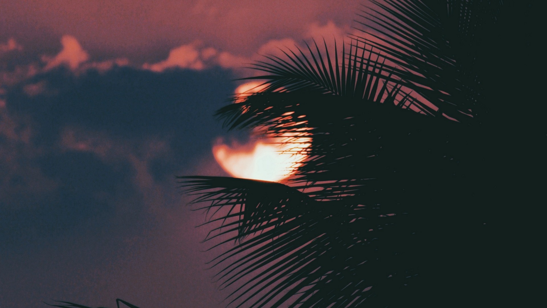 Palm tree hiding the moon HD Wallpaper