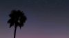 Palm tree over a starry sky HD Wallpaper