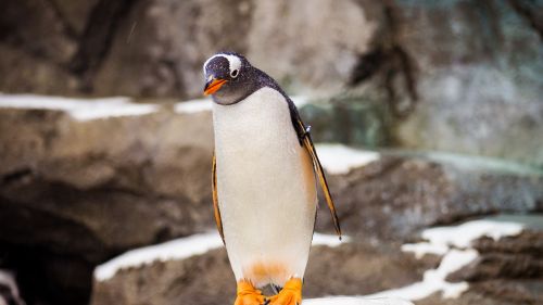 Penguin standing at a stone HD Wallpaper