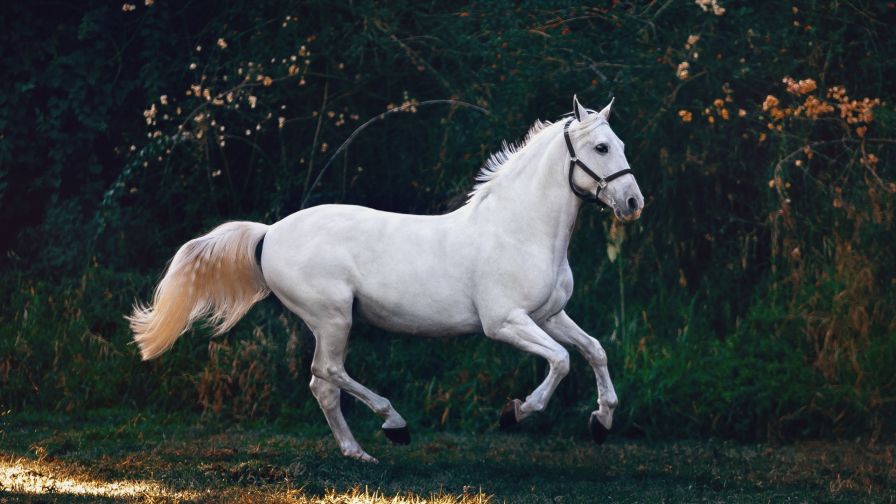 macbook pro desktop wallpaper horses
