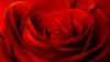 Red rose close up HD Wallpaper