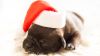 Sleeping Black Puppy Wearing White and Red Santa Hat HD Wallpaper
