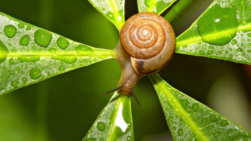 Snail on leaf HD Wallpaper
