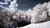 Snow covered trees HD Wallpaper