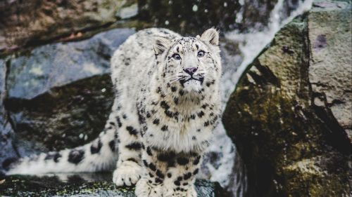 Snow leopard smiling HD Wallpaper