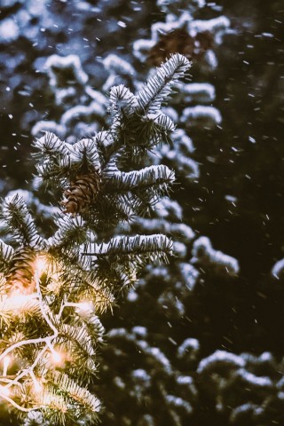 Snowfall over spruce branches HD Wallpaper